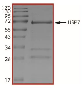 SDS-PAGE - Recombinant human HAUSP / USP7 protein (Active) (AB269127)