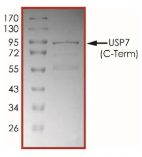 SDS-PAGE - Recombinant Human HAUSP / USP7 protein (GST tag N-Terminus) (AB269126)