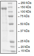 SDS-PAGE - Recombinant human HAUSP / USP7 protein (His-DDDDK tag N-Terminus) (AB198464)