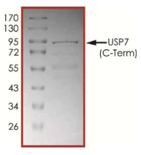 SDS-PAGE - Recombinant Human HAUSP / USP7 protein (Tagged) (AB269126)
