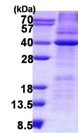 SDS-PAGE - Recombinant Human HAX1 protein (His tag N-Terminus) (AB140544)