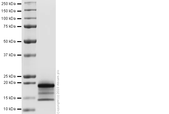 SDS-PAGE - Recombinant Human HBEGF/DRT Protein (AB310795)