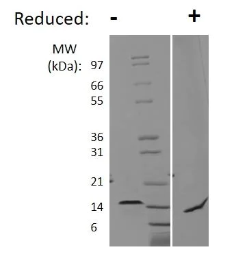 SDS-PAGE - Recombinant human HBEGF/DTR protein (Active) (AB269156)