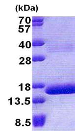 SDS-PAGE - Recombinant Human HBQ1 protein (AB167880)