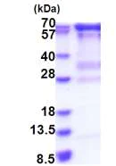 SDS-PAGE - Recombinant Human HCE protein (His tag N-Terminus) (AB183246)