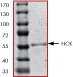 SDS-PAGE - Recombinant human Hck protein (AB60865)