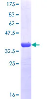 SDS-PAGE - Recombinant Human HCN4 protein (GST tag N-Terminus) (AB160767)