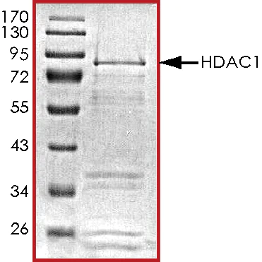 SDS-PAGE - Recombinant human HDAC1 protein (AB101661)