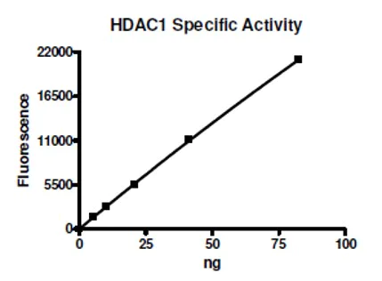 Functional Studies - Recombinant human HDAC1 protein (AB104121)