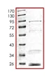 SDS-PAGE - Recombinant human HDAC1 protein (GST tag C-Terminus) (AB101661)