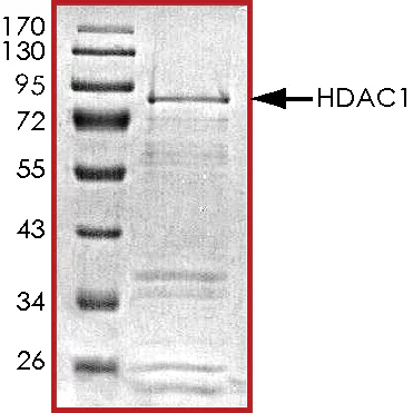 SDS-PAGE - Recombinant human HDAC1 protein (GST tag C-Terminus) (AB101661)