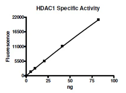Functional Studies - Recombinant human HDAC1 protein (His tag C-Terminus + DDDDK tag C-Terminus) (AB104121)