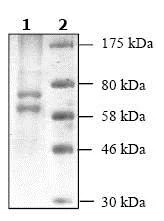 SDS-PAGE - Recombinant human HDAC1 protein (His tag C-Terminus + DDDDK tag C-Terminus) (AB104121)