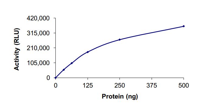 Functional Studies - Recombinant human HDAC10 protein (Active) (AB268611)