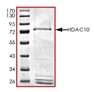 SDS-PAGE - Recombinant human HDAC10 protein (Active) (AB268611)