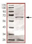 SDS-PAGE - Recombinant Human HDAC11/HD11 protein (AB101113)
