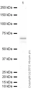 Western blot - Recombinant Human HDAC11/HD11 protein (AB101113)