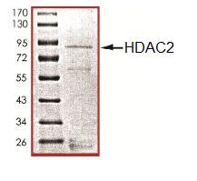 SDS-PAGE - Recombinant Human HDAC2 protein (AB101662), expandable thumbnail