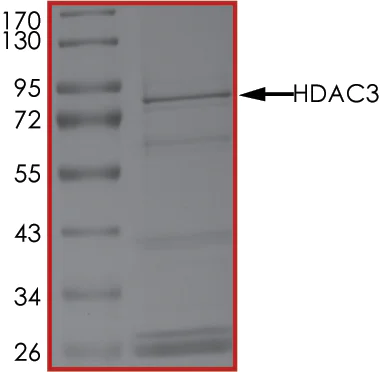 SDS-PAGE - Recombinant human HDAC3 protein (AB101663)