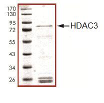 Recombinant human HDAC3 protein