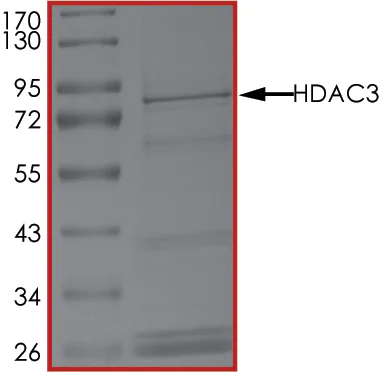 SDS-PAGE - Recombinant human HDAC3 protein (AB101663)