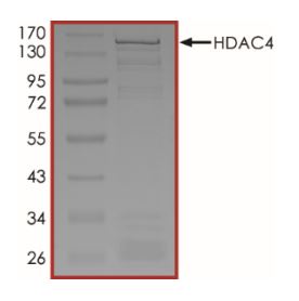 SDS-PAGE - Recombinant human HDAC4 protein (Active) (AB268614)