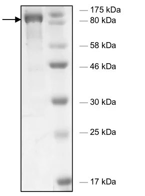 SDS-PAGE - Recombinant human HDAC6 (mutated H611A) protein (Active) (GST tag N-Terminus) (AB198058)