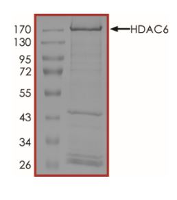 SDS-PAGE - Recombinant human HDAC6 protein (Active) (AB268616), expandable thumbnail