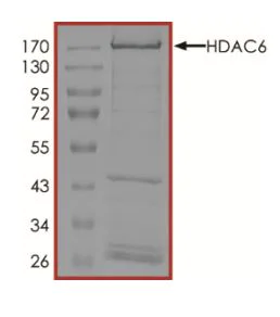 SDS-PAGE - Recombinant human HDAC6 protein (Active) (AB268616)