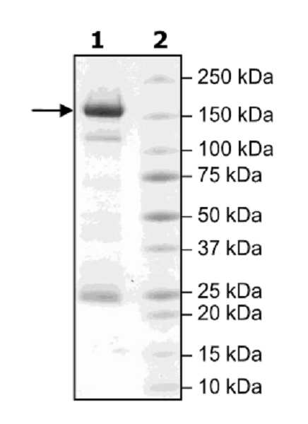 SDS-PAGE - Recombinant human HDAC6 protein (Active) (AB42632), expandable thumbnail