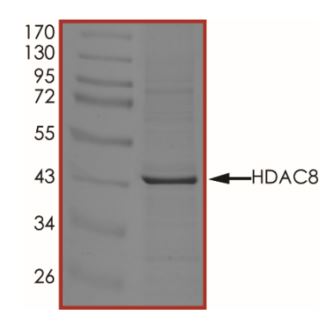 SDS-PAGE - Recombinant human HDAC8 protein (Active) (AB268619), expandable thumbnail
