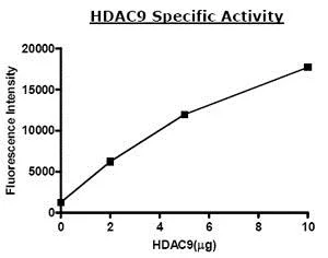 Functional Studies - Recombinant human HDAC9 protein (His tag C-Terminus) (AB80350)