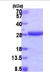 SDS-PAGE - Recombinant Human HDDC2 protein (AB187615), expandable thumbnail