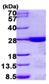 SDS-PAGE - Recombinant Human HDHD1A protein (AB101212)