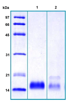 SDS-PAGE - Recombinant Human HE4 protein (AB184603)