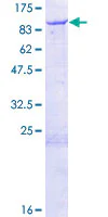 SDS-PAGE - Recombinant Human HEC1/HEC protein (GST tag N-Terminus) (AB131907)