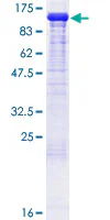 SDS-PAGE - Recombinant Human HEF1/NEDD-9 protein (GST tag N-Terminus) (AB132196)