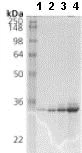 SDS-PAGE - Recombinant Human Heme Oxygenase 1 protein (AB113188)