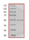 SDS-PAGE - Recombinant Human Heme Oxygenase 1 protein (AB85243)