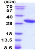 SDS-PAGE - Recombinant Human Heme Oxygenase 1 protein (AB86919)