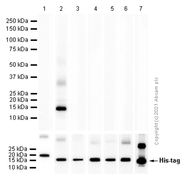 Western blot - Recombinant Human Hemoglobin subunit alpha protein (denatured) (DDDDK tag N-Term + His tag N-Term) (AB131697)