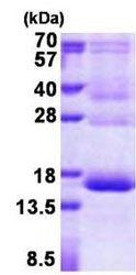 SDS-PAGE - Recombinant Human Hemoglobin subunit gamma-1 protein (AB156712)