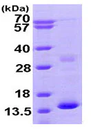 SDS-PAGE - Recombinant Human Hemoglobin subunit zeta protein (AB95347)