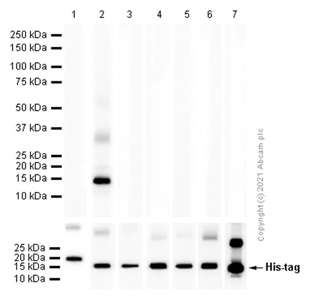 Western blot - Recombinant Human Hemoglobin subunit zeta protein (His tag C-Terminus) (AB95347)