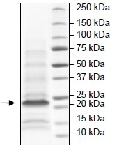 SDS-PAGE - Recombinant Human Hepatitis C Virus (mutated D168V) protein (AB198068), expandable thumbnail