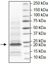 SDS-PAGE - Recombinant Human Hepatitis C Virus (mutated D168V) protein (AB198068)