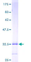 SDS-PAGE - Recombinant Human Hepcidin protein (GST tag N-Terminus) (AB132374)