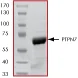 SDS-PAGE - Recombinant human HePTP / PTPN7 protein (GST tag N-Terminus) (AB61136)
