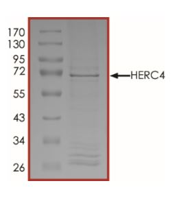 Recombinant human HERC4 protein (Active)