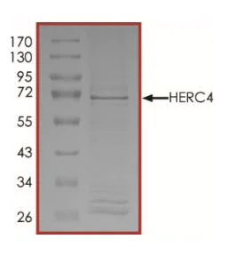 SDS-PAGE - Recombinant human HERC4 protein (Active) (AB268635)